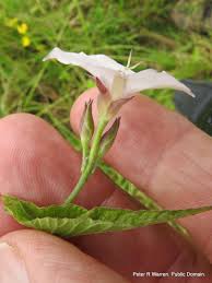 Image result for Convolvulus farinosus