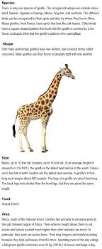 Facts About Giraffes For Kids Http Firstchildhoodeducation Blogspot Com 2013 08 Facts About Giraffes For Kids Ht Giraffe Facts Giraffe Facts For Kids Giraffe
