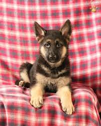 However, all are akc german shepherd dogs. Bruno German Shepherd Puppy For Sale In Christiana Pa Lancaster Puppies German Shepherd Puppies Shepherd Puppies German Shepherd