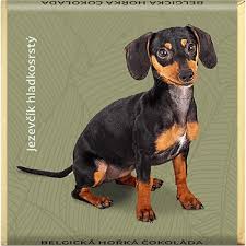 Image result for jezevčík hladkosrstý