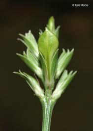 Image result for Justicia striolata