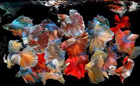 Continue reading to find out about the most common colors as well as the exotic ones that are available. Types Of Betta Fish A Guide On Patterns Color And More