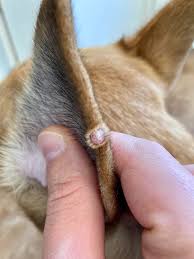 Image result for abscess dog's ear flap