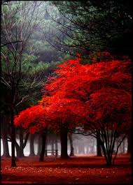 We did not find results for: Tree Photography Inspiration 39 Beautiful Examples The Photo Argus Beautiful Landscapes Tree Photography Beautiful Nature
