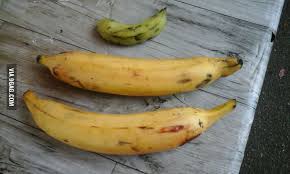 Pisang tanduk goreng sukabumi | yang beli gak putus!!! Pisang Tanduk I Don T Know What It S Name In English With A Scale Of Odinary Banana 9gag