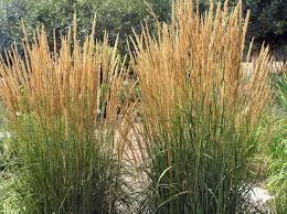 Great Combinations With Ornamental Grasses - Finegardening