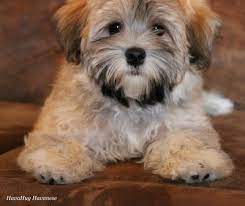 He is under 1 year old, so still just a puppy. Havanese Dogs For Sale Petfinder