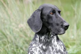 Black And White Pointer Pin On Dogs