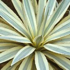 Image result for Fuerstia angustifolia