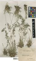 Image result for Eragrostis schweinfurthii