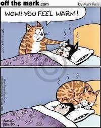 Pin By Tammy Morris Wells On Lol Cats Funny Cute Cats Cat Jokes Cat Comics