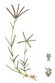 Image result for Cynodon dactylon