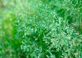Maybe you would like to learn more about one of these? Controlling Poa Annua A Grassy Weed Lawn Care Tips Weed Man