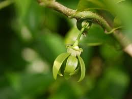 Ylang Ylang Also Called Madan Mast Has An Intoxicating Fragrance This Species Is Native To I Ylang Ylang Essential Oil Benefits Green Flowers Ylang Ylang Oil