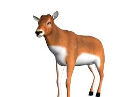 Deer Rigged And Animated 3d Model Animation Deer 3d Model