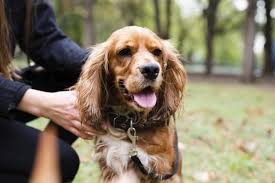 That is who i use and will continue to use. National Pet Microchip Registration Database Pet Happy Life