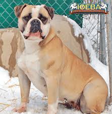 Find the perfect olde english bulldogge puppy for sale in virginia, va at puppyfind.com. Utah Vermont Virginia Washington