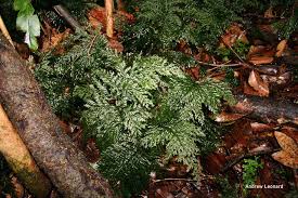 Image result for Vandenboschia