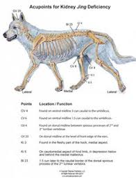 16 Best Canine Acupressure Images Acupressure Animal