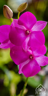 Hd wallpapers for your mobile phone. Flower Images For Mobile Wallpaper Mister Wallpapers