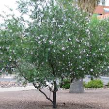 Purple & blue flowers | pink, red, & orange flowers yellow & gold flowers | white flowers | guide what blooming now. Desert Willow Tucson Clean And Beautiful Inc