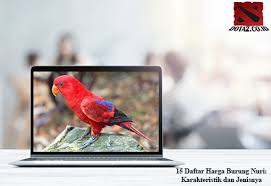 Hali ini berpengaruh ketika memilih kacer bakalan atau sekedar ingin mengetahui apakah burung anda jantan atau betina. 15 Daftar Harga Burung Nuri Karakteristik Dan Jenisnya