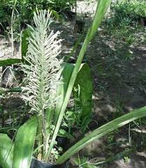 Image result for Sansevieria hyacinthoides