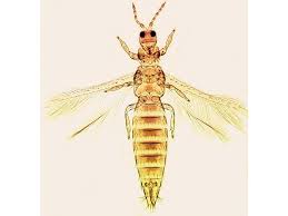 Image result for Onion Thrips