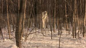 The back cover has a. Real Yeti Abominable Snowman Caught On Tape Youtube