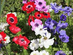 アネモネ 育て方 花の写真 ３６５花撰 栽培実践集