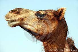 Their nostrils close to block sand, and their bushy eyebrows and two rows of long eyelashes protect their eyes from blowing sand and ice. Facts Living In The Desert