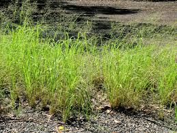 Image result for Eragrostis tenuifolia