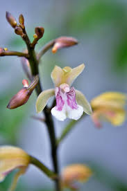 Image result for Oeceoclades