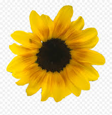 Download free clipart images with transparent in png files and font pack on picscut.com. Yellow Flowers Png Daisy Yellow Flowers Flower Clipart Transparent Background Sunflower Sunflowers Transparent Free Transparent Png Images Pngaaa Com