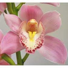 Bulk Cymbidium Orchids Bubble Gum Pink Cymbidium Orchids Orchids Orchid Flower