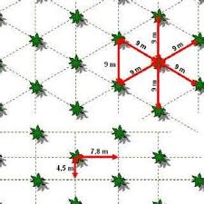 See more of projek tanaman kelapa matag ppk bagan datuk on facebook. Jarak Tanaman Kelapa Matag Petanikampung Tanaman Kelapa Matag Tanaman Kelapa Banyak Sekali Manfaatnya Dari Pohon Sampai Buahnya Fajri Syah