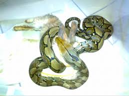 Jun 02, 2021 · seekor ular sawa sepanjang enam meter ditemui di dalam enjin kereta di sebuah bengkel di kampung batu 25, pekan nanas, dekat pontian malam tadi. Yasir Fatah Pemeliharaan Sanca Kembang Python Reticulatus