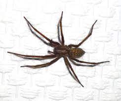 The global epidemiology, syndromic classification, management. Winkelspinnen Wikipedia