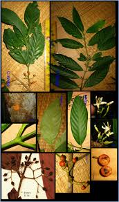 Image result for Aidia