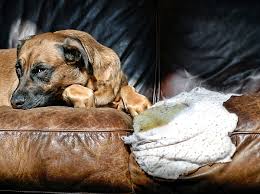 100% waterproof couch cover quilted sofa protector couch covers for 3 cushion couch waterproof gray sofa cover for dogs quilted furniture covers non slip cover for pets (sofa 68, gray) 4.0 out of 5 stars. 5 Best Dog Couch Covers Protect Your Sofa From Your Pup S Paws Claws