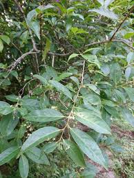 Image result for Gymnosporia buchananii