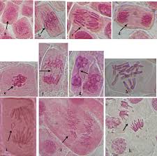 Maybe you would like to learn more about one of these? Photographs Of Cells Of Allium Cepa Showing Untreated Cells In Normal Download Scientific Diagram