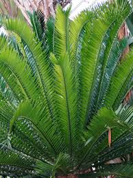 Image result for Encephalartos