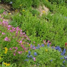 Rocky mountain spring fling is a one day show at arapahoe county fairgrounds featuring multiple divisions, amazing awards, and a great judging line up. Rocky Mountain Wildflower Seed Mix 1 Lb Annual Perennial Bi Annual Non Gmo Seed Source Heirloom Non Gmo And Organic Seeds