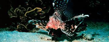 Bishop Museum Of Science And Nature Jobs Why Are Lionfish A Threat To Atlantic Ocean Fish Lion Fish Marine Life South Florida Museum