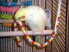 Cockatiels How To Clean And Disinfect A Cockatiel And Pet Bird S Cage Birdcage Pet Bird Cage Pet Birds Cockatiel