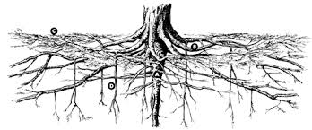 The Tree And The Soil