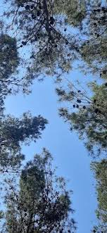 أجمل صور الأشجار والغابات trees and forests outdoor forest clouds