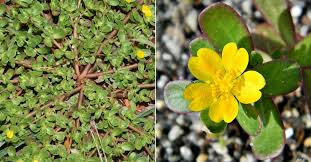 Image result for Portulaca oleracea