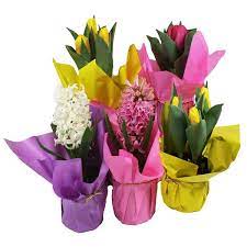 The mall's got fourth/four floors. Flowers At Food Lion Instacart